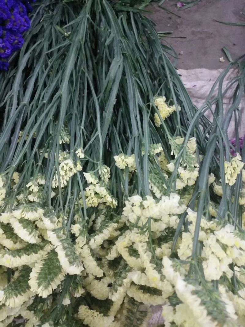 勿忘我鲜切花批发昆明直发