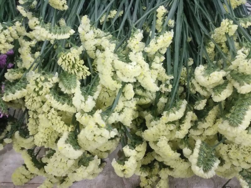 勿忘我鲜切花批发昆明直发