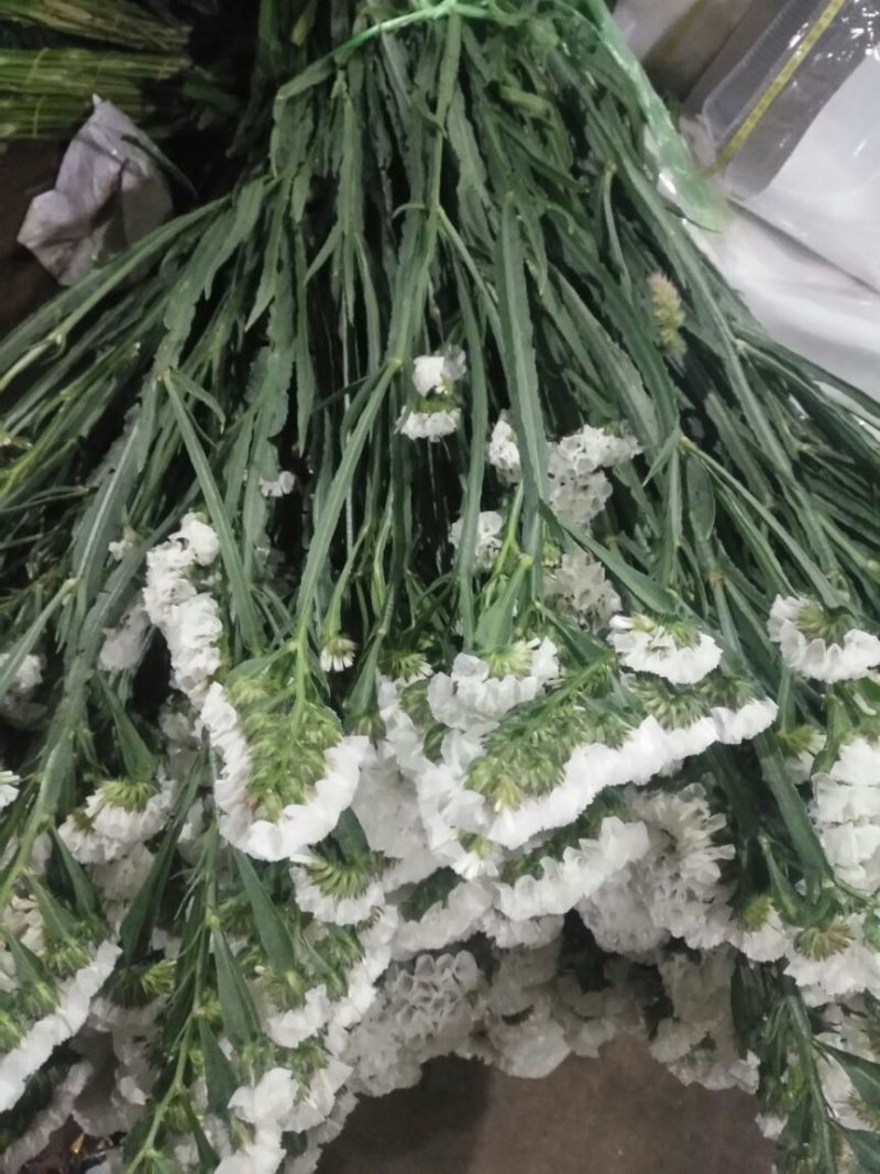 勿忘我鲜切花批发斗南基地直发