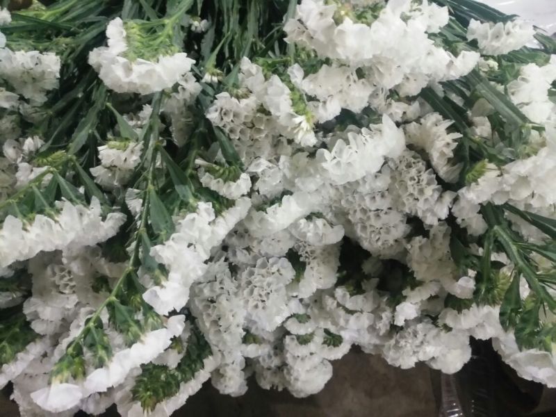 勿忘我鲜切花批发斗南基地直发