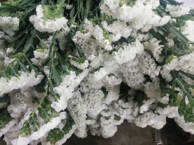 勿忘我鲜切花批发斗南基地直发