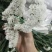 勿忘我鲜切花批发斗南基地直发