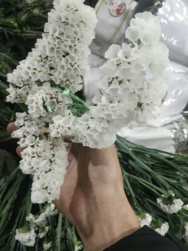 勿忘我鲜切花批发斗南基地直发
