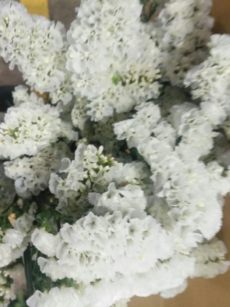 勿忘我鲜切花批发斗南基地直发