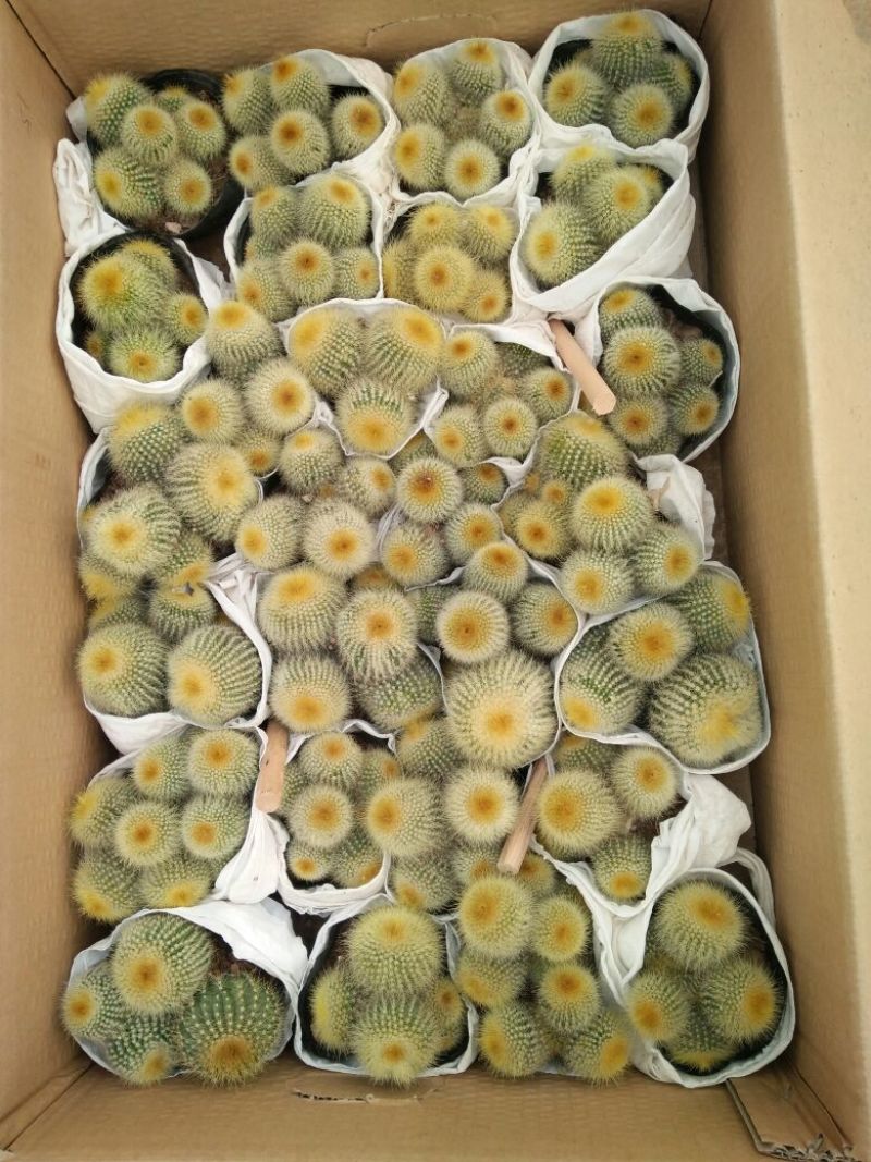 仙人球球形价格合理规格齐全发货及时质量保证