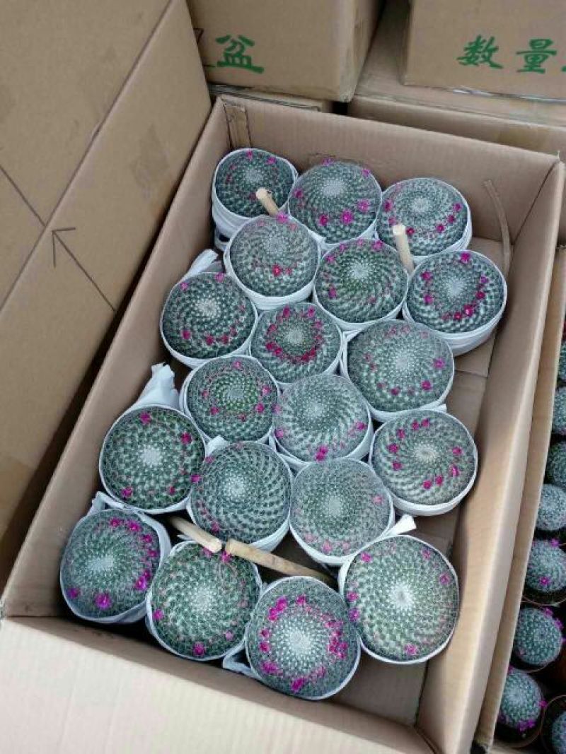 仙人球球形价格合理规格齐全发货及时质量保证