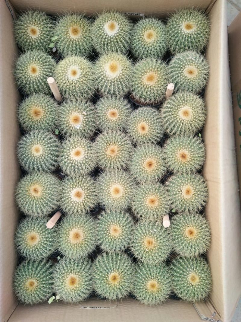 仙人球球形价格合理规格齐全发货及时质量保证