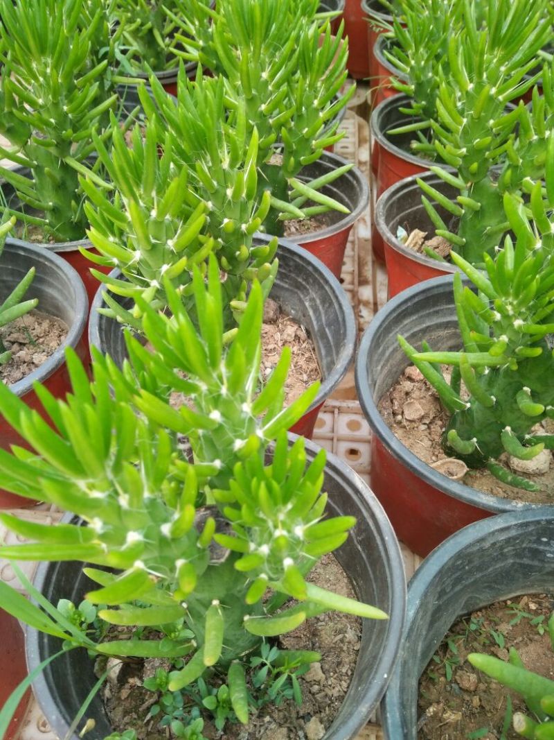 仙人球球形价格合理规格齐全发货及时质量保证