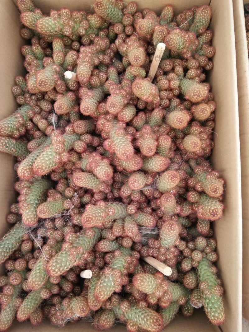 仙人球球形价格合理规格齐全发货及时质量保证