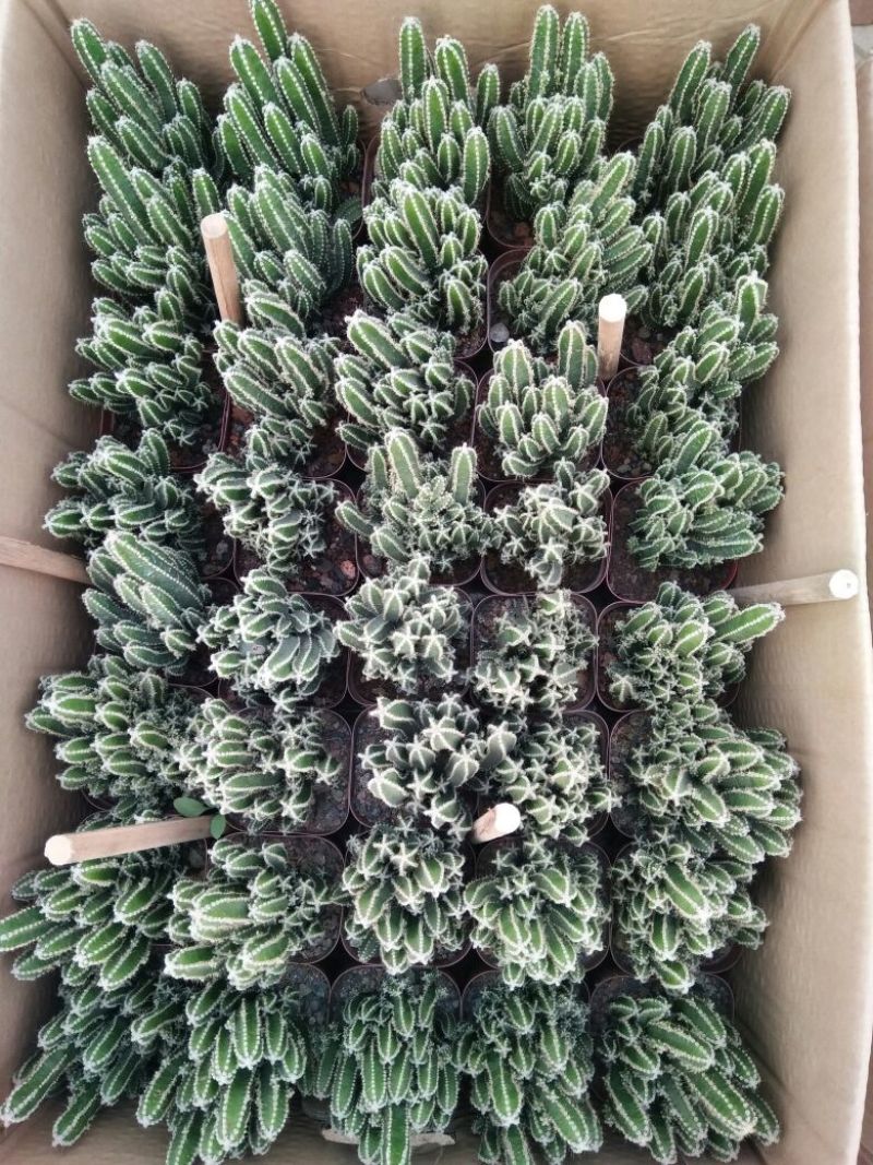 仙人球球形价格合理规格齐全发货及时质量保证