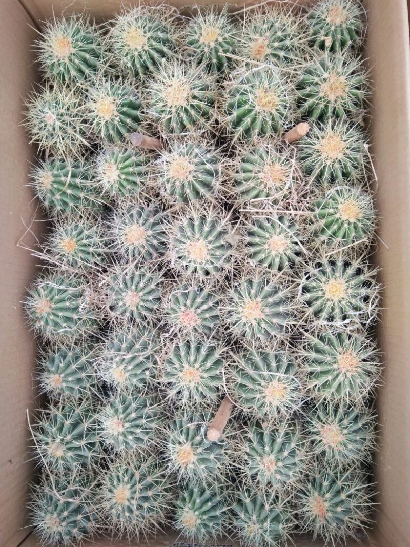 仙人球球形价格合理规格齐全发货及时质量保证