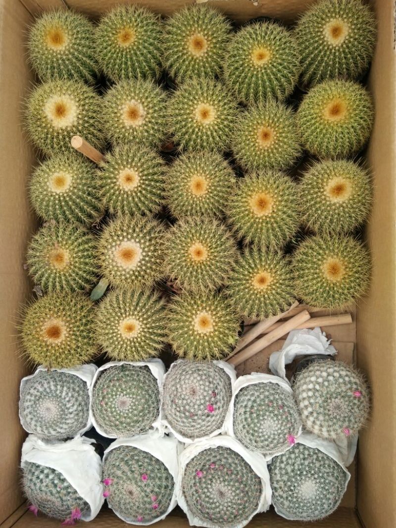 仙人球球形价格合理规格齐全发货及时质量保证