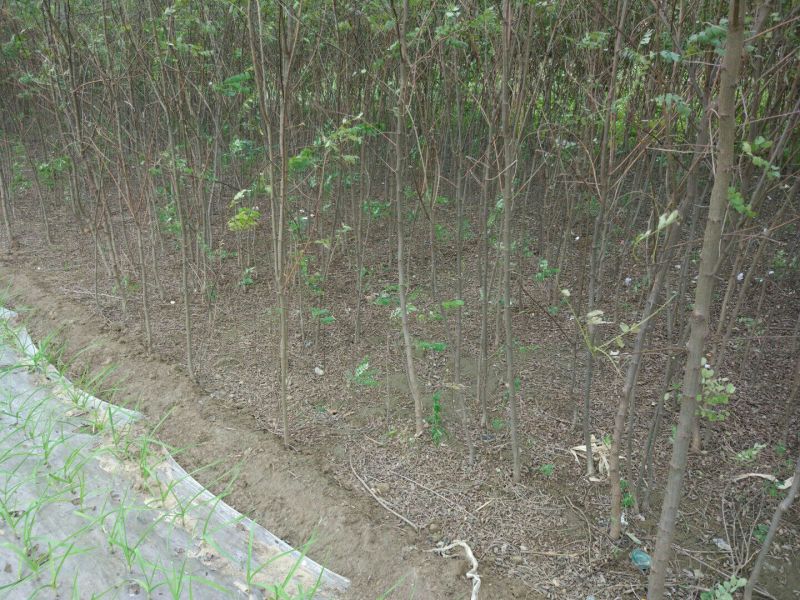 刺槐苗地栽苗80cm以上