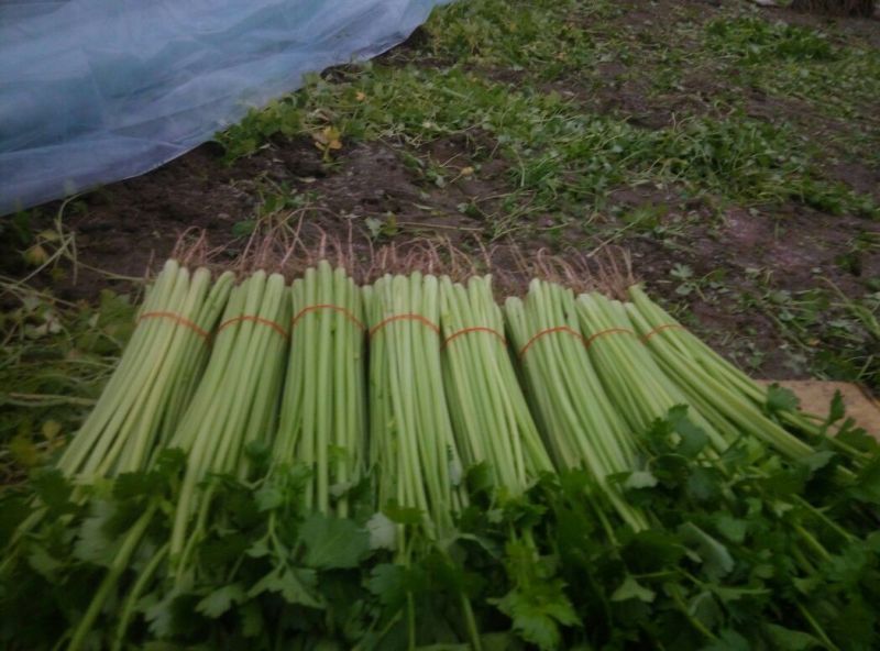 芹菜50cm以上四季西芹粗细适中，有光度，专门种芹菜茼