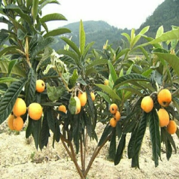 大五星枇杷树苗