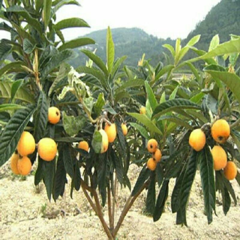大五星枇杷树苗