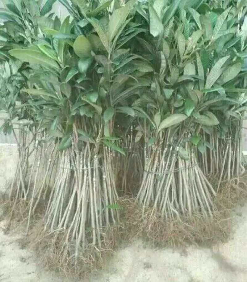 大五星枇杷树苗