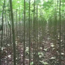 楸树1.5~2m自家苗圃