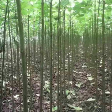 楸树1.5~2m自家苗圃