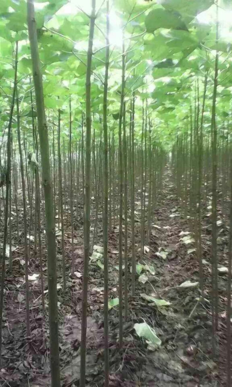 楸树1.5~2m自家苗圃