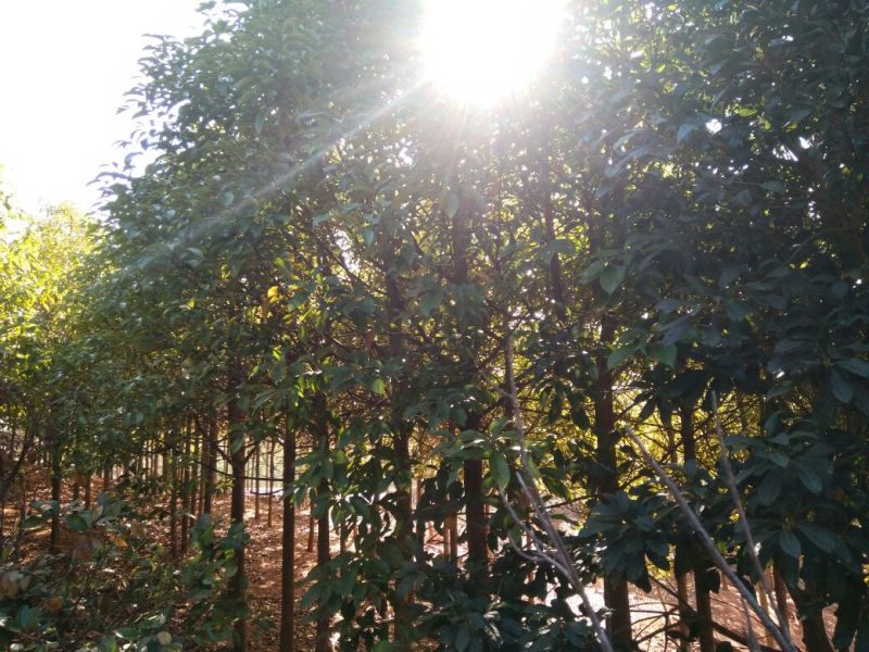滇润楠4~5m