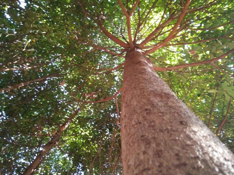 滇润楠4~5m