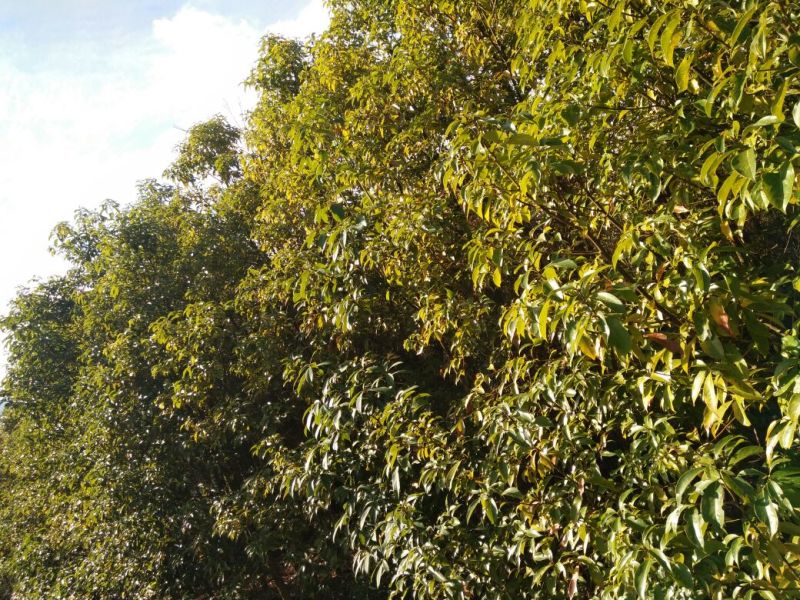 滇润楠4~5m