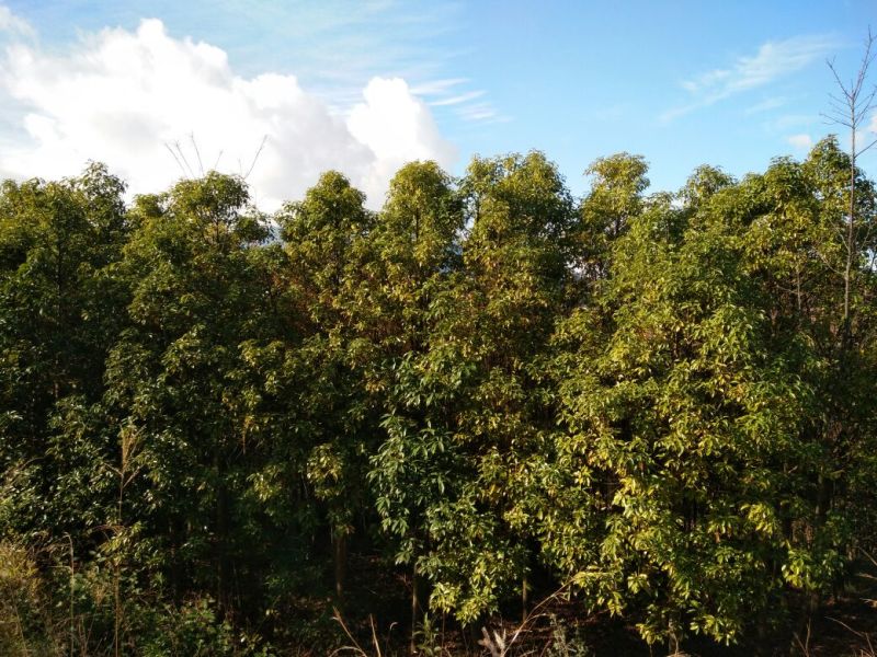 滇润楠4~5m