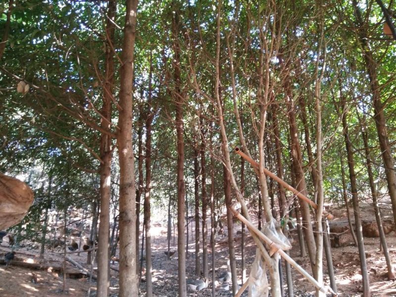 滇润楠4~5m