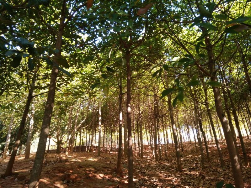 滇润楠4~5m