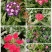 八仙花种苗