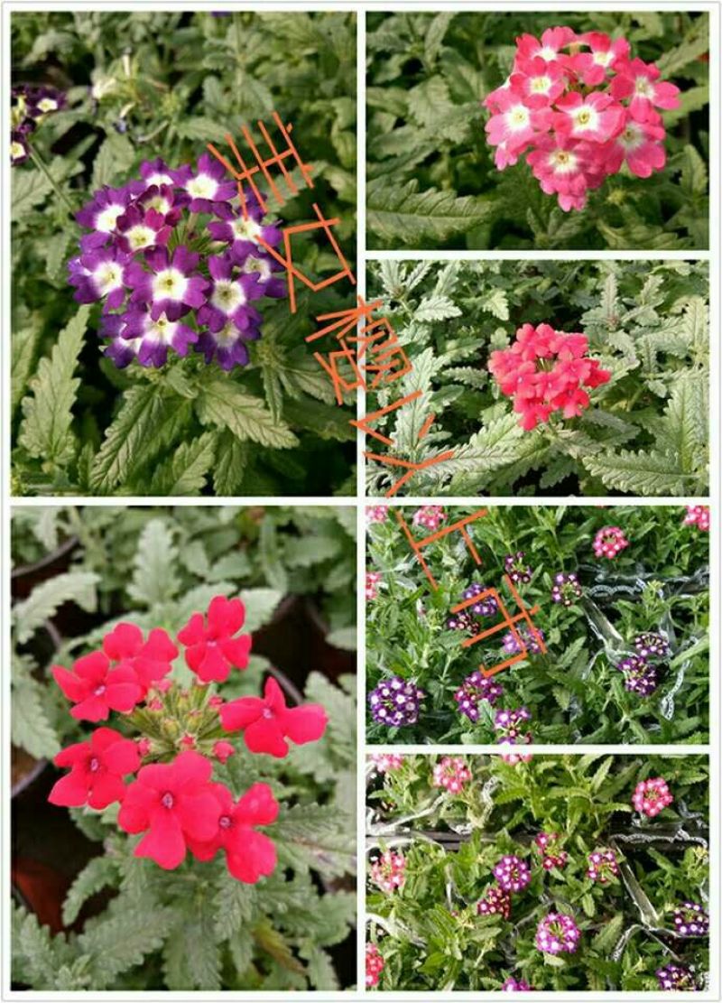 八仙花种苗