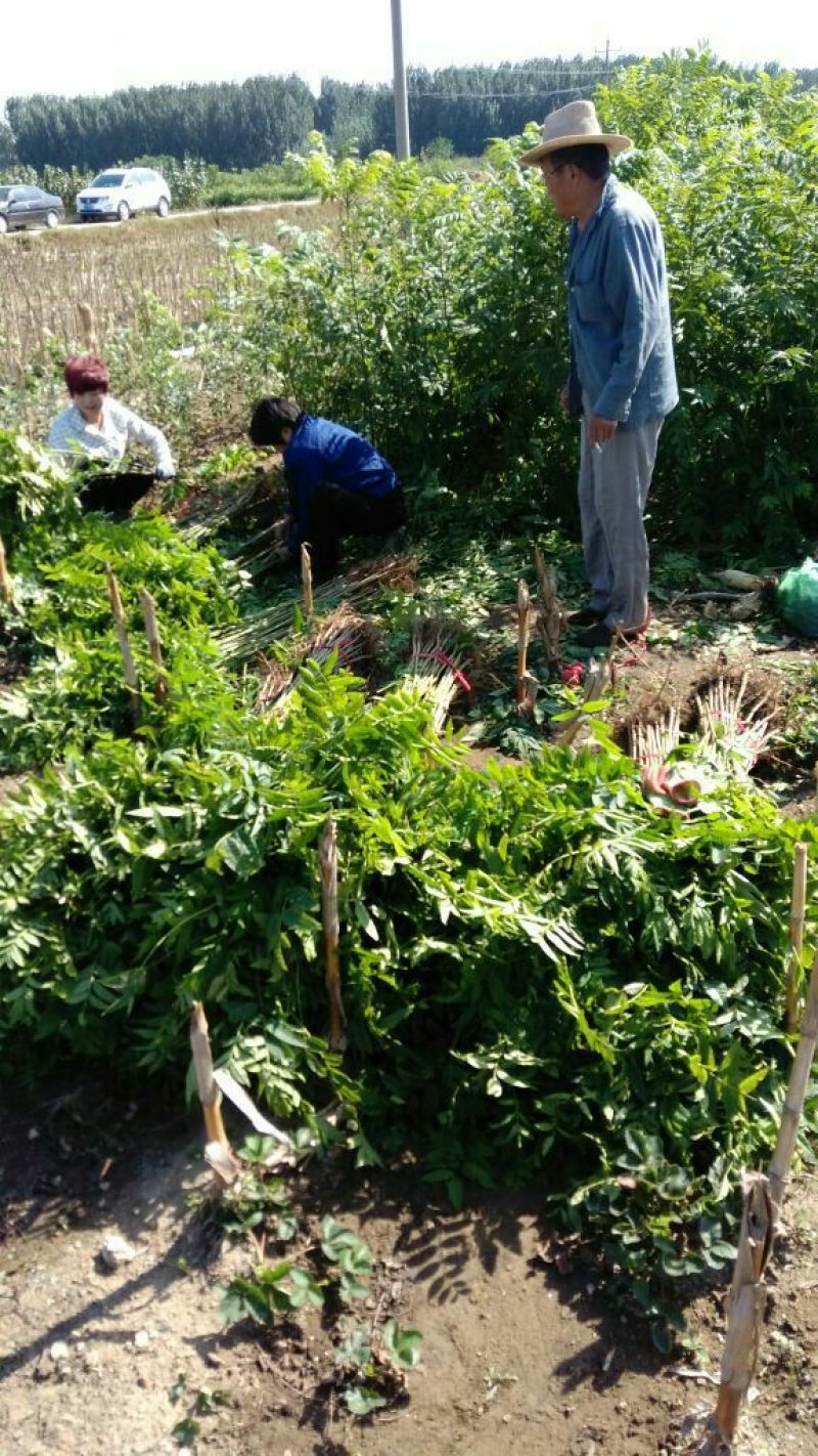 香椿苗70~80cm大棚基地直供诚信经营