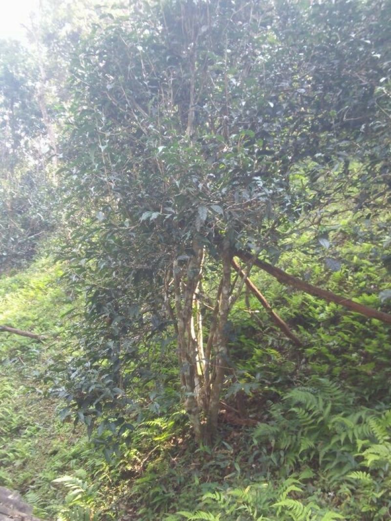 古树普洱茶特级