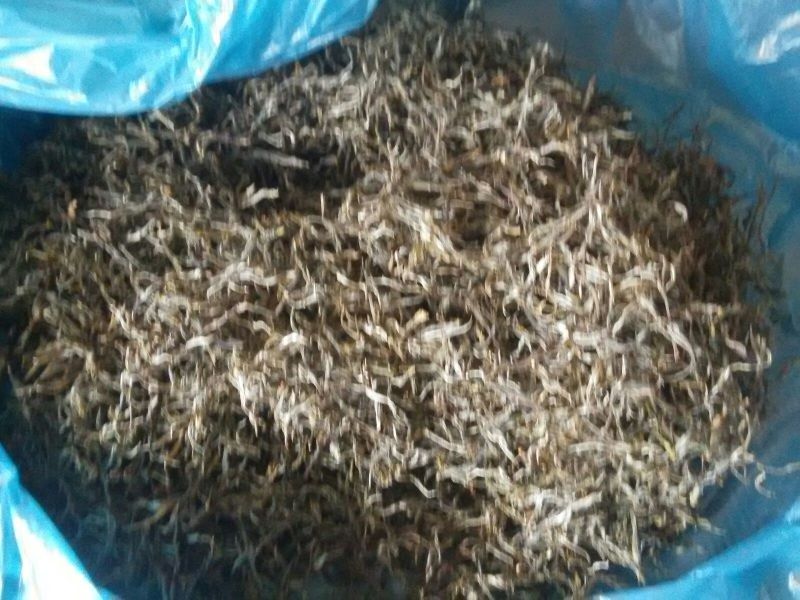古树普洱茶特级