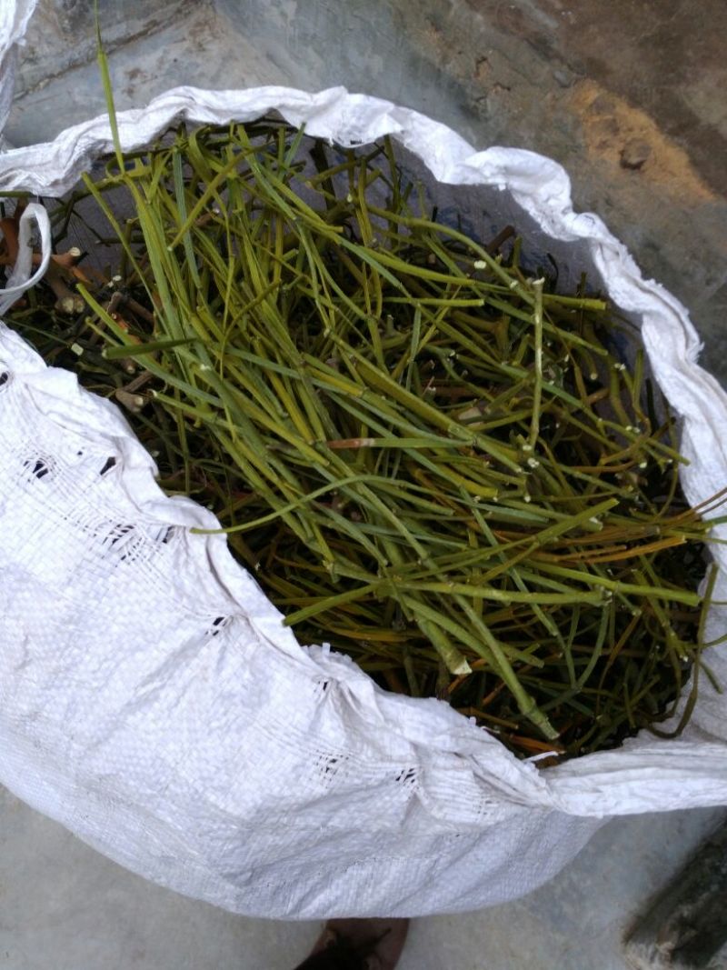 槲寄生，螃蟹脚，都是来自深山古树上采收，长年有货
