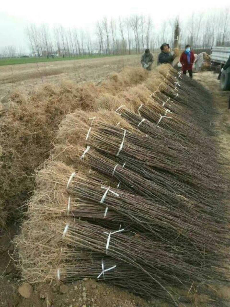 花椒苗0.5~1年基地直销当天起苗当天发货