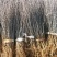 花椒苗0.5~1年基地直销当天起苗当天发货