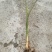 双季水果茭白种苗高产高收益植株抗性强分裂强