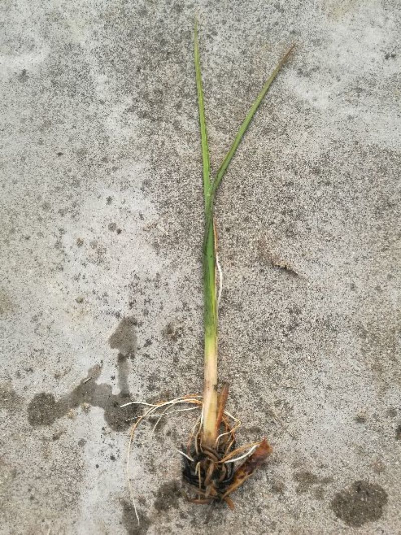 双季水果茭白种苗高产高收益植株抗性强分裂强
