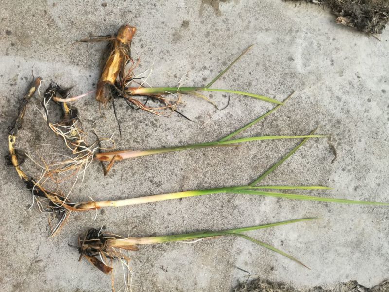 双季水果茭白种苗高产高收益植株抗性强分裂强