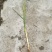 双季水果茭白种苗高产高收益植株抗性强分裂强