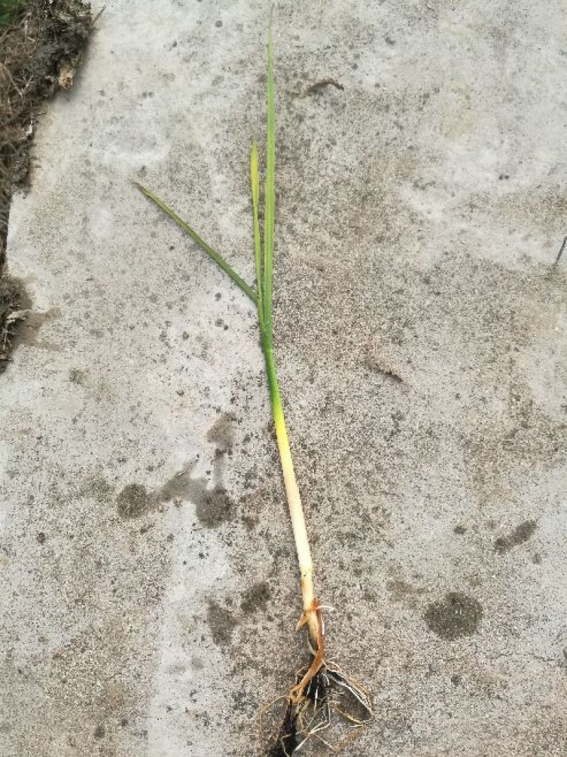 双季水果茭白种苗高产高收益植株抗性强分裂强