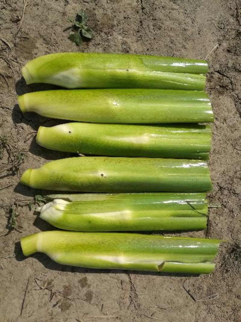 双季水果茭白种苗高产高收益植株抗性强分裂强