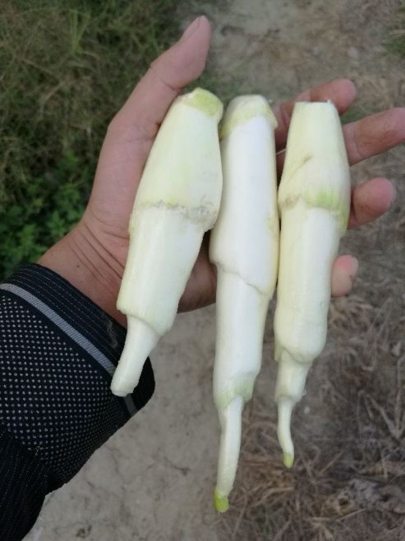 双季水果茭白种苗高产高收益植株抗性强分裂强