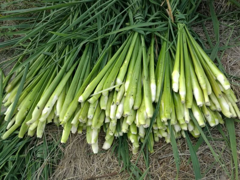 双季水果茭白种苗高产高收益植株抗性强分裂强