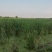 双季水果茭白种苗高产高收益植株抗性强分裂强