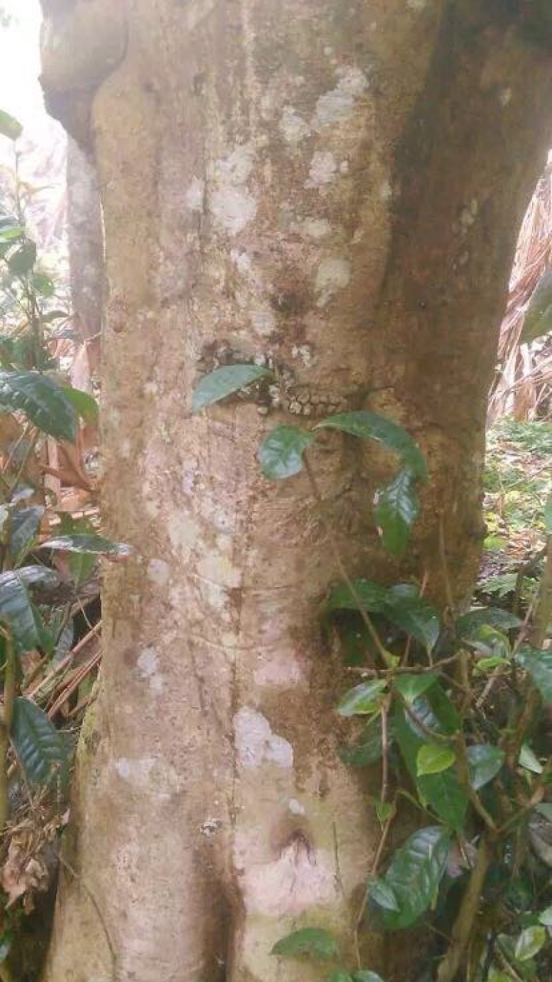 百年大树茶