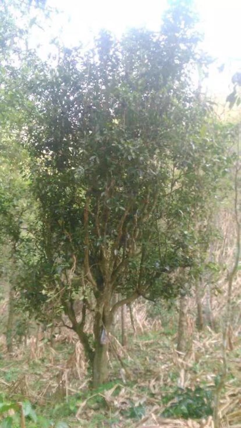 百年大树茶