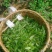 百年大树茶